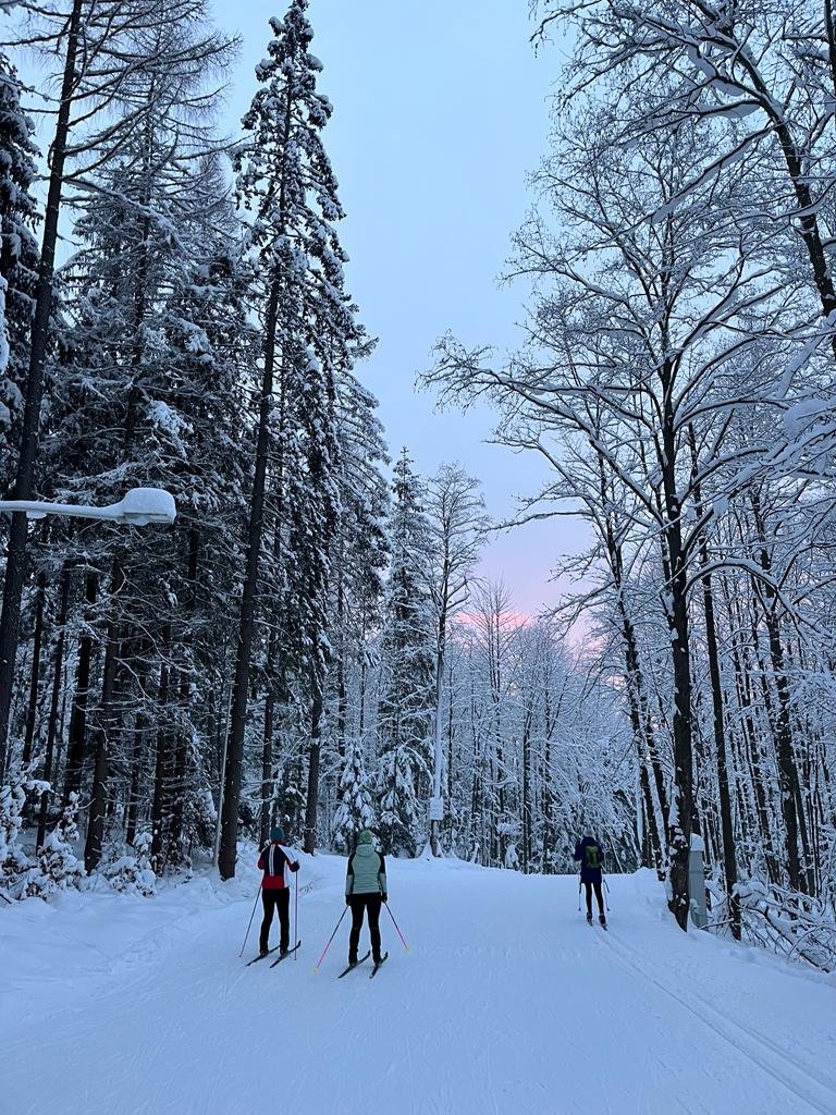 May be an image of 4 people, people dog sledding, people skiing and arctic